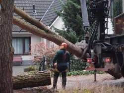 bomen rooien in Cuijk